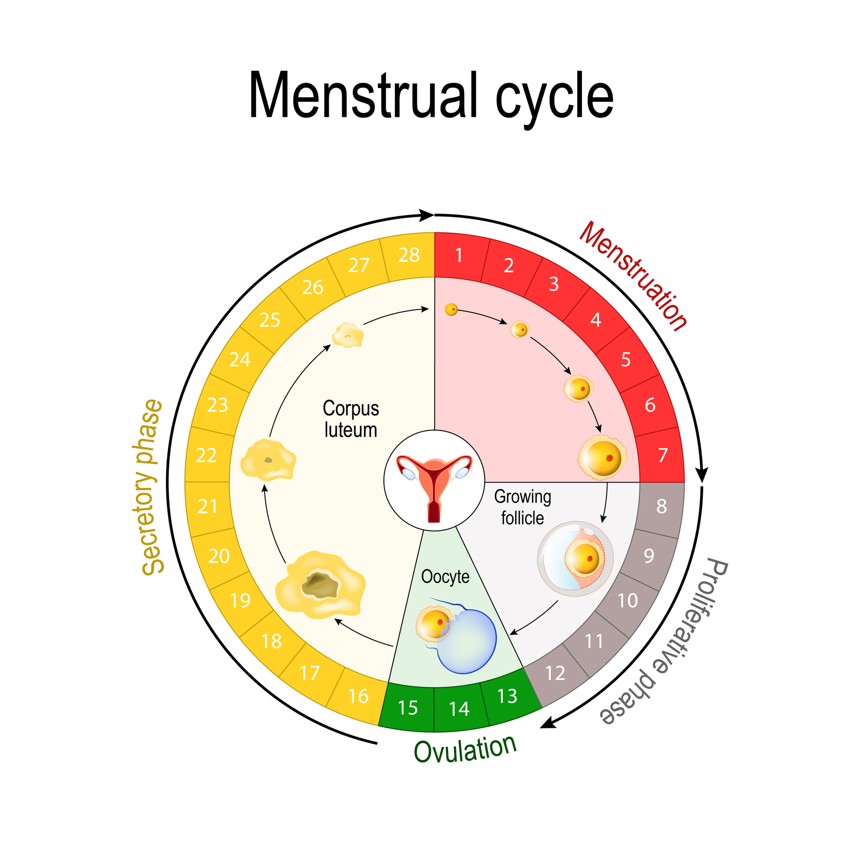 Gráfico del ciclo menstrual